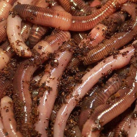 Earth Worm Granular Fertilizer